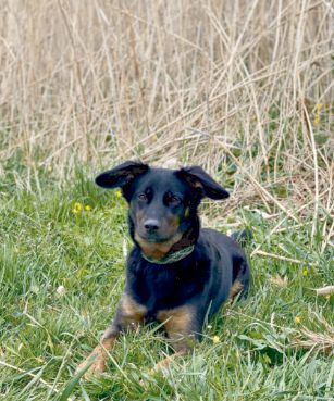 Schulhund Mika