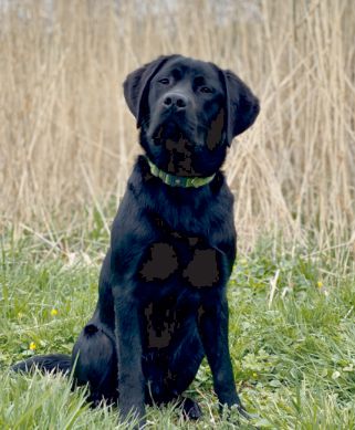 Schulhund Neo